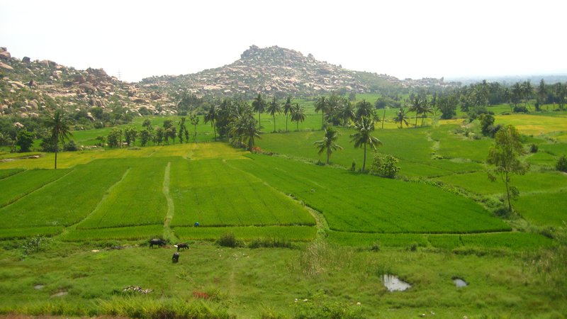 view over rice fields, Anegundi