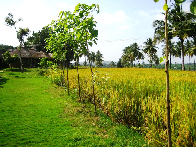 view from Shanthi Hampi cottage