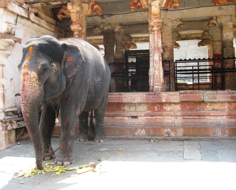 Lakshmi, the temple elephant