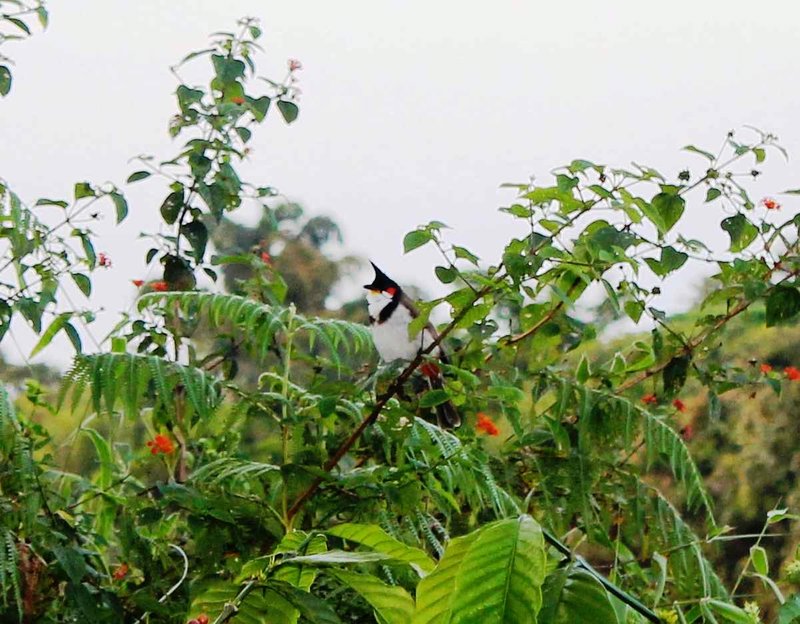bulbul spotted outside the cottage