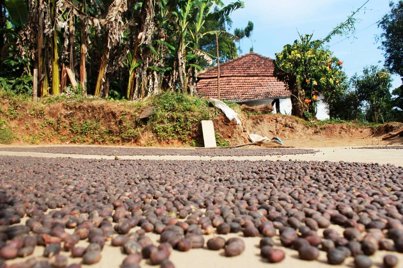 Coffee beans drying in the sun at the plantation