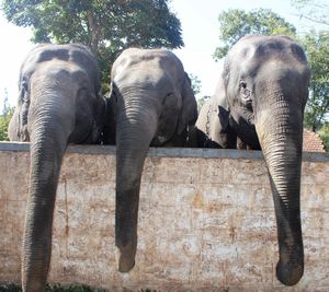 elephants at Dubare Elephant Camp
