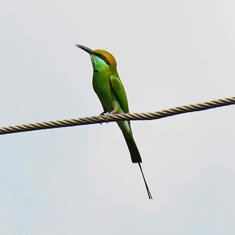 a small green bee-eater