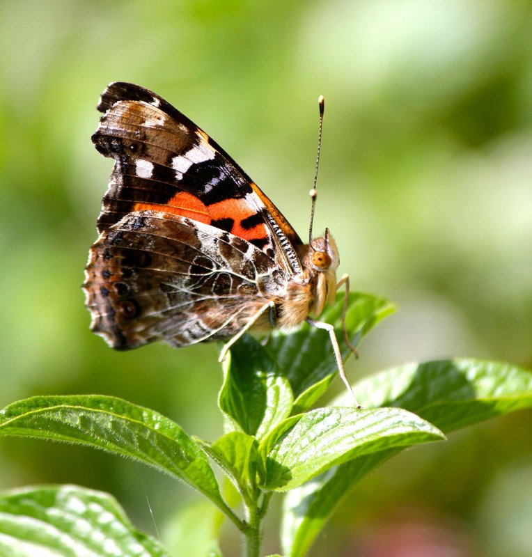 an Indian Red Admiral, seen around the hotel