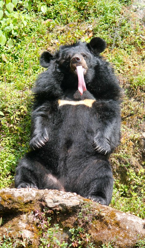 Asiatic bear