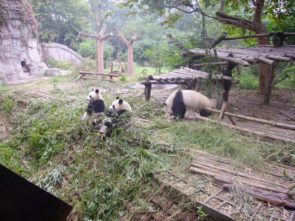 pandas having some brekkie