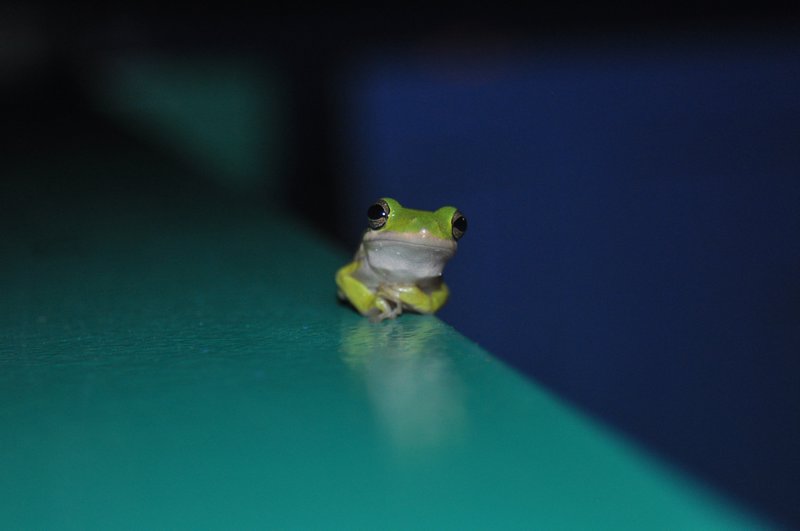 Frog at the Disney resort