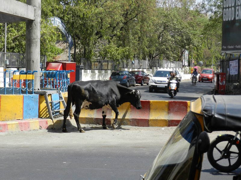 Cow crossing...