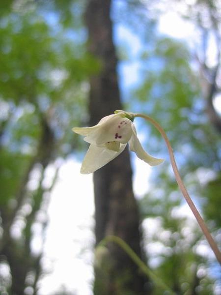 an El Bolson gnome´s view of a forest orchid
