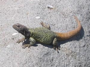 our Valle Hermoso lizard buddy