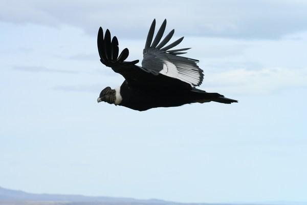 condor, up close and personal over Lago Viedma