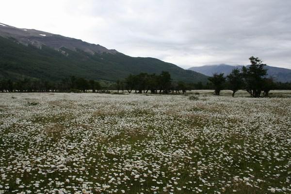 wild daisies near Camp Seron, Tor del Paine