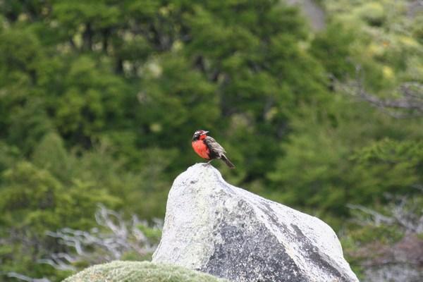 unknown red-breasted songster at Tor del Paine