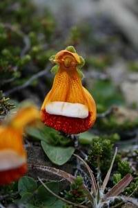 brilliant orange alpine flower