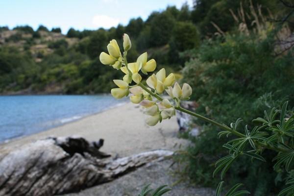 lupine at beachside camp on Lago Gen Carrera