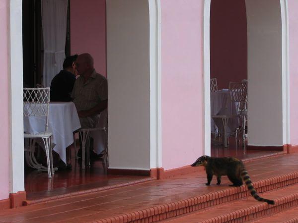 coati preparing to make a daring daylight raid on breakfast buffet