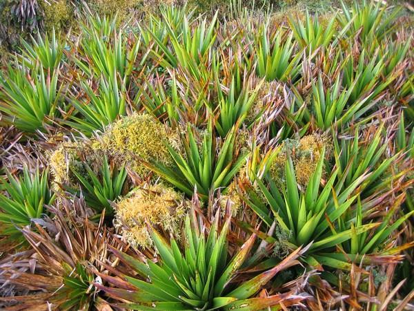 cool peat bog plants