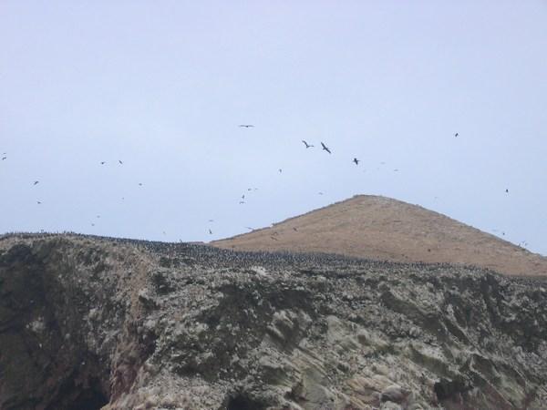 Islas Ballestas - SO many birds!  Hard to see, but all that black are birds!