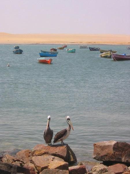 Paracas pelicans and boats