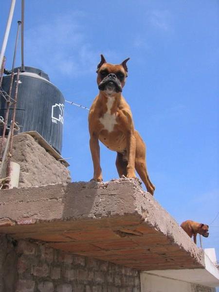 ferocious dog on roof