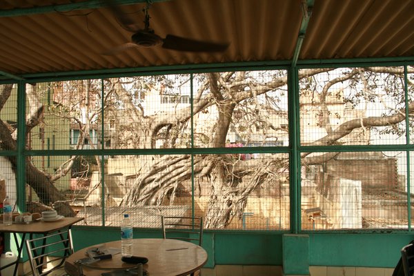Breakfast with monkeys. Only here, the humans are in the cage.