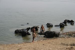 ...washing bisons