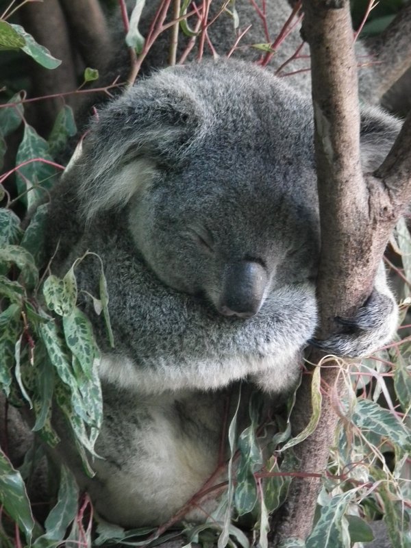 Koala at Australia Zoo!