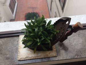 Using the old iron as a pot for plants 