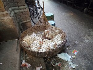 Chickens awaiting their fate