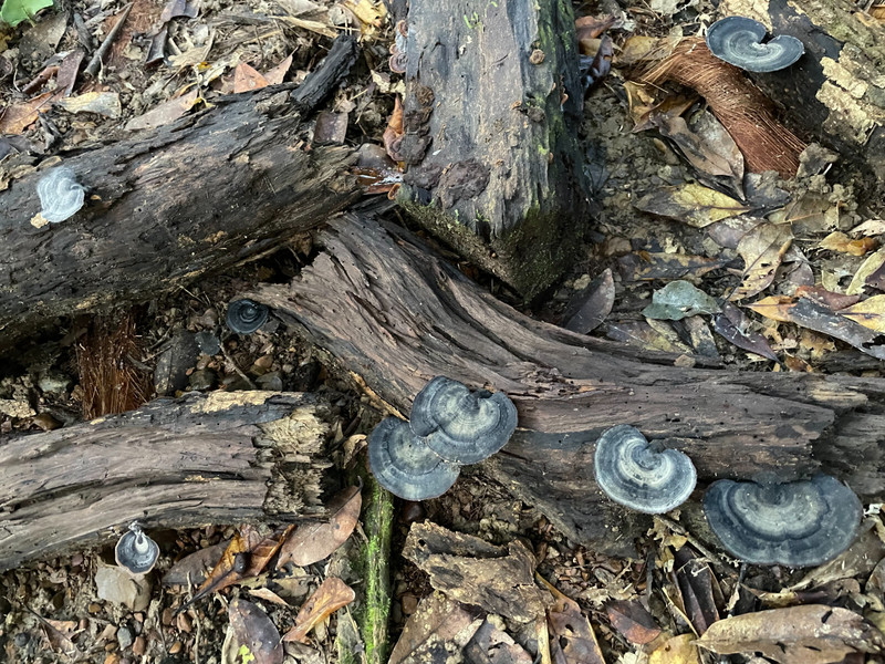 Fungi 