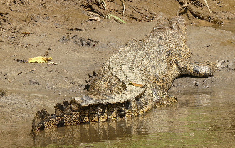 Crocodile on Daintree Cruise