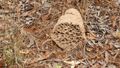 Inside a termite nest