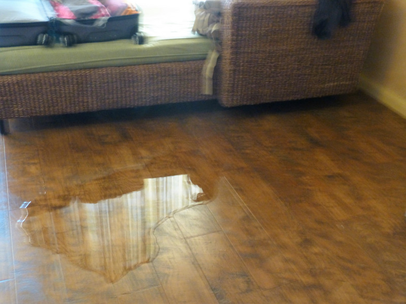  Puddle on the floor