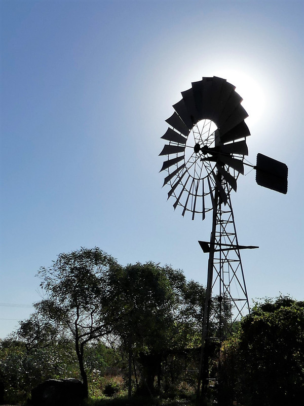 Windmill which pumps water from the bore to the trough