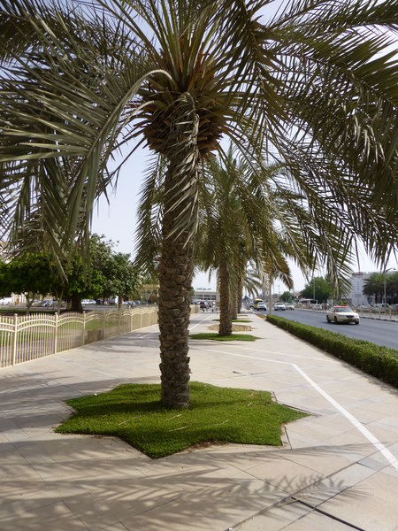 Palm Tree Streetscape