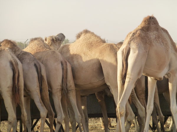 Camel's eye view