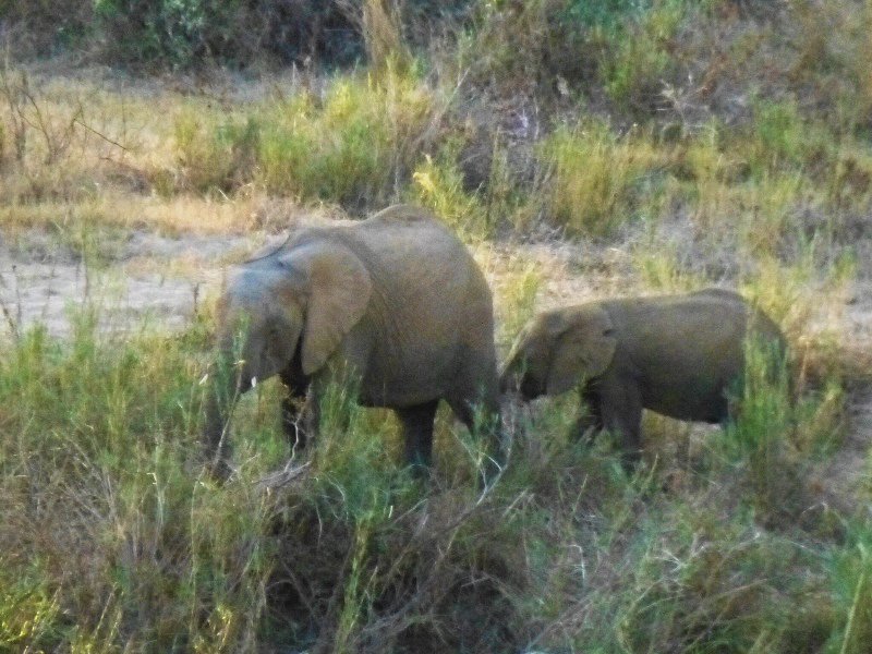 Baby elephant walk
