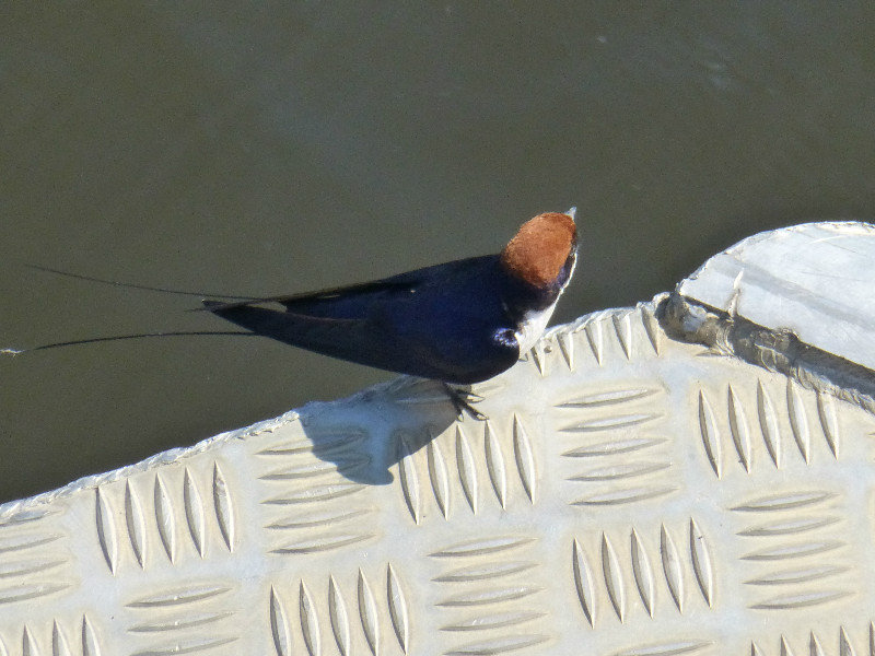 Red winged swallow