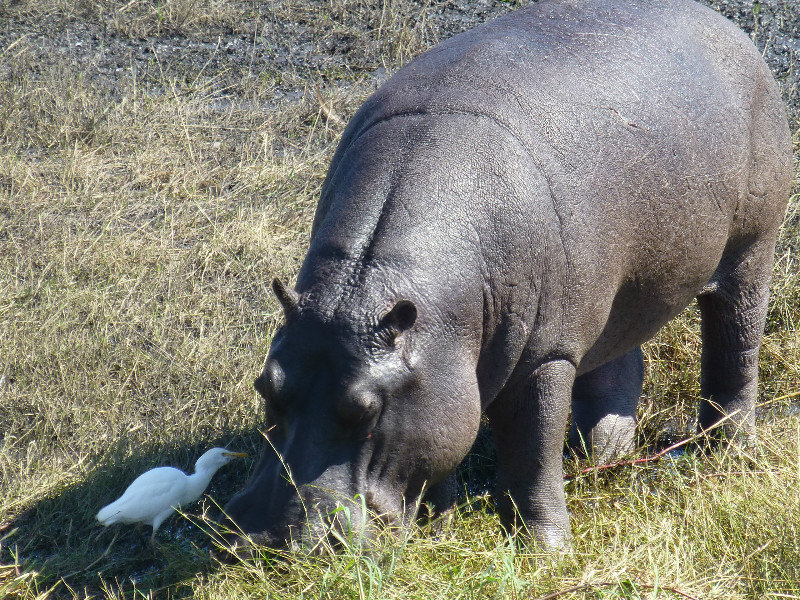 Hippo and Egret