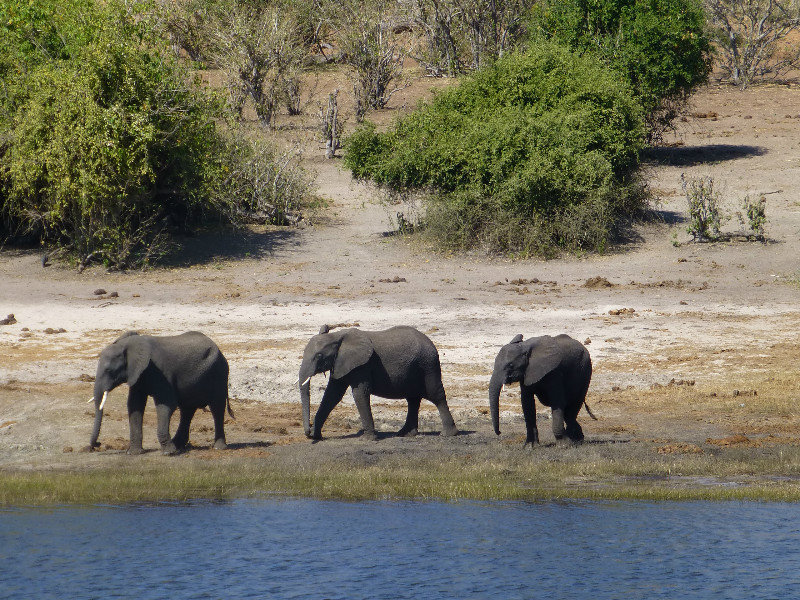 Elephants going down to swim across the water to the island