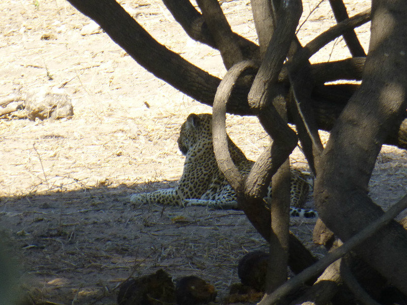 Leopard snoozing