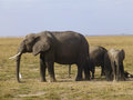 Mum and bub elephants