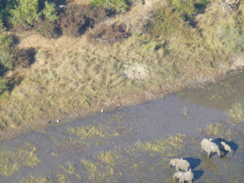 Elephants in the Zambesi river from the helicopter