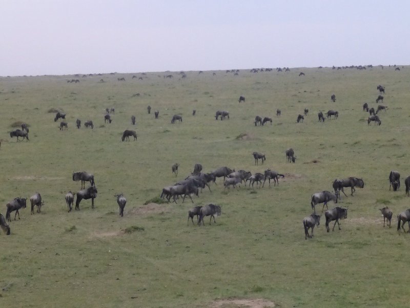 The migration of the wilderbeest