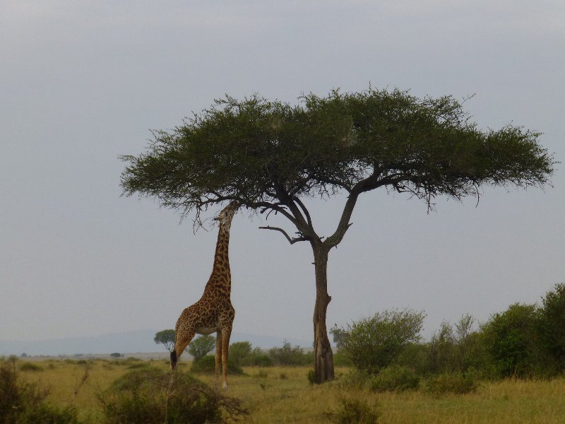 Giraffe eating an acacia tree - the iconic African photo