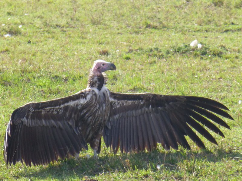 Vulture spreading his wings