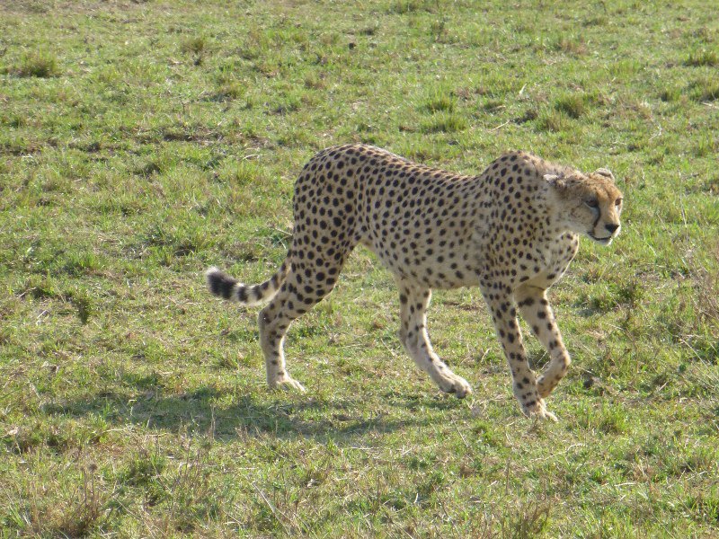 Cheetah stalking his female