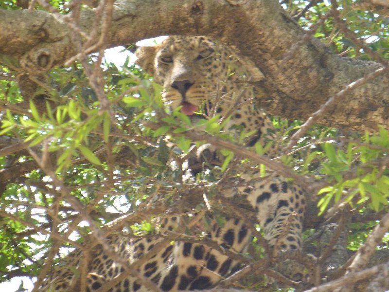 A satisfied leopard