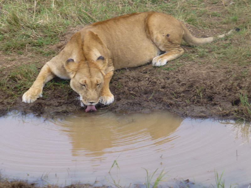Lion having a drink by the side of the road