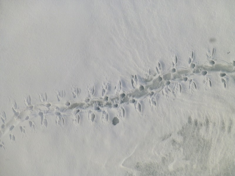 Penguin tracks